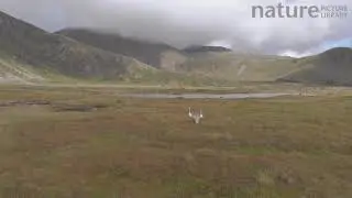 Tracking shot of a Whooper swan family walking, Lofoten, Norway