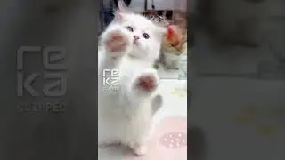 Kittens Being Chaotic for 2 Minutes Straight #kittenantics  #kittencomedy  #playfulpets