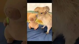 Capybara：Bro, you smell so good~#cute #capybara #doll #interesting #gift #funny #cartoon