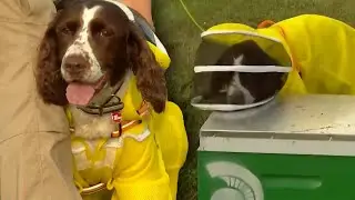 Retired K9 Is Now a Beekeeper