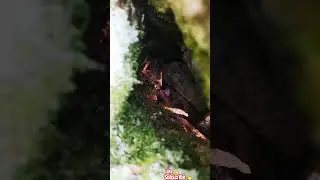 MICRO JUNGLE EXPLORER*(MICRO CAVE-227)