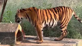 Beautiful sighting of a tigress in Satpura #tigersighting #junglesafari #satpura #india
