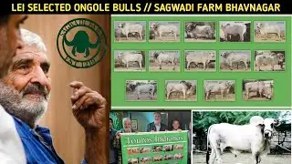 LEI SELECTED ONGOLE/NELORE BULLS / sagwadi farm - EMBRYO TRANSFER TECHNOLOGY - BRAZIL