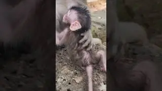 First time learning baby monkey 🐒 need mom help #shorts #shortsfeed #shortvideo