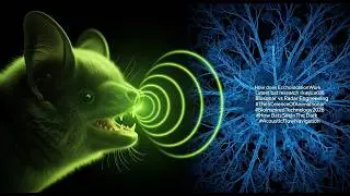 The Animal Radar: The Secret Science of Bat Vision! 🦇