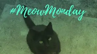 #MeowMonday