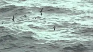 Seebirds skating on the water - Seev&ouml;gel fliegen &uuml;ber dem Wasser Effekt