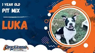 Luka | 1 Year Old Pit Mix | Off Leash Pit Mix Training, Georgia