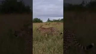 Very rare sighting of cheetahs so closely #cat #krugersighting