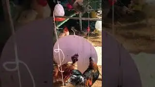 Happy chicken farming