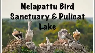 Places to see around Chennai | Nelapattu Bird Sanctuary & Pulicat Lake