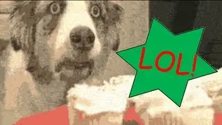 Funny Dog Video!