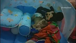 Good Night!!! Dodo Sleeping Style So Lovely, Baby Dodo Sleeping Well