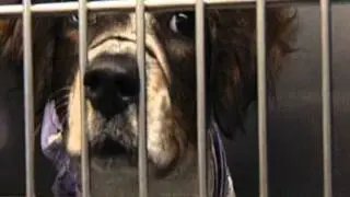 Hurricane Preparedness for PETS