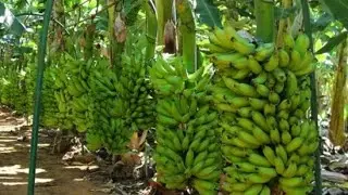 Conhe&ccedil;a a maneira CORRETA de destocar banana pacovan