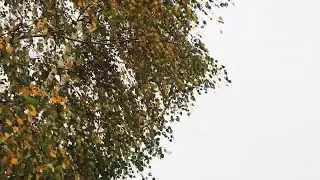 Autumn Leaves Fall Stock Video
