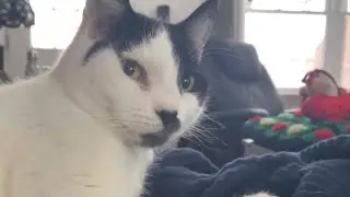 My Sweet Cat Abby is live!