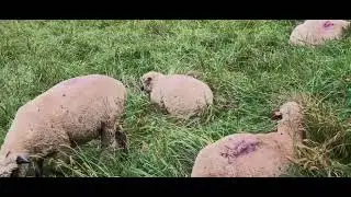 Pleasantville, NY up-close - sheep grazing, October 2, 2024