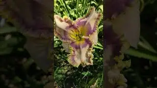 #daylily #лілейник #лилейники #flowers #spring #garden #beauty