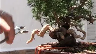 Haciendo jins en junípero itoigawa shohin