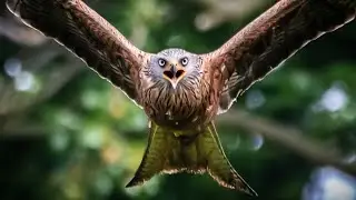 Best Of Stokerpix | HD Nature