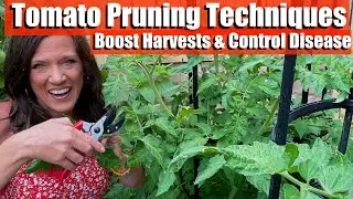 🍅Tomato Pruning Techniques to Boost Your Harvest and Control Disease