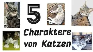 5 Charaktere von Katzen