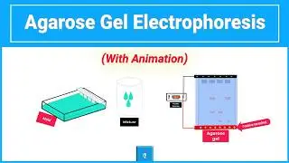 Agarose gel electrophoresis (Animation)