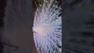 Beautiful White Peacock