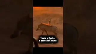 Тимон и Пумба в ряльной жизни