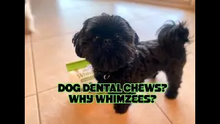 WHIMZEES: a better choice for Dog Dental Chews?