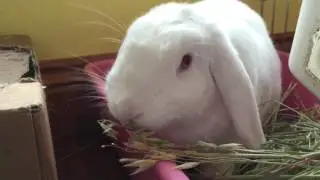 Rabbit's Diet series - 'Hay'