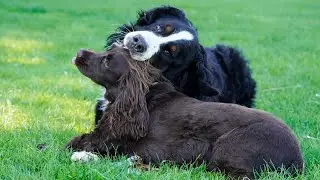 Bernese Mountain Dog playing with other dogs in the park