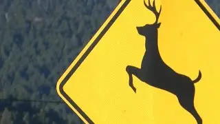 Kill it and Grill it: Salvaging roadkill in Montana