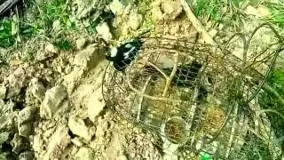 Catch small birds wild Oriental Magpie-Robin on the ground, (8/3/16)