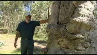 Scar Trees