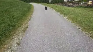 Cute Dogs Out And About (2)
