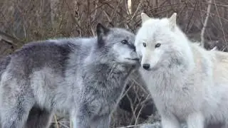 Wolves say, 
