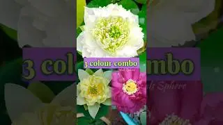 Lotus combo #combosale #combooffer #lotus #offerprice #sale #forsale #kamal #thamara #music