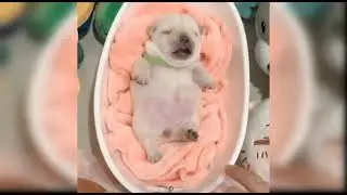 #wtf#wtfmoments #🤣🤣🤣#animals #shorts #dingdinganimals