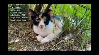 Extra Session about TNR Services offered by All About Animals Rescue