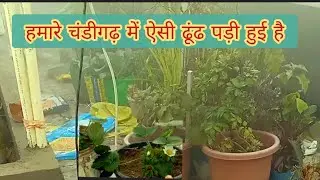 Big kYaariyan banai Hai Maine apni terrace par dekhiae
