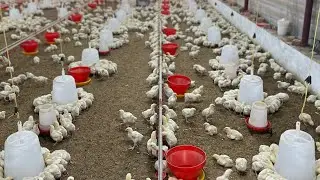 11  Din ka bacha#poultryfarming #business #murgifarm #farm #tips #tips #chicken #farming #poultry