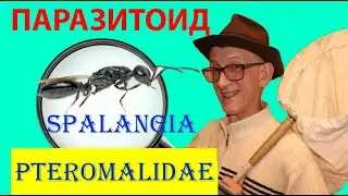 Кому Полезен Паразитоид Spalangia (Hymenoptera, Chalcidoidea, Pteromalidae)?