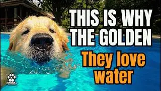 Why Golden Retrievers Love Water