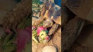 Среднеземноморская черепаха или греческая Testudo graeca ibera