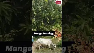 🥰mango farming🥭✨