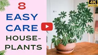 8 Easy Care Houseplants That Live A Long Time | Hard To Kill Indoor Plants | Soil To Sow