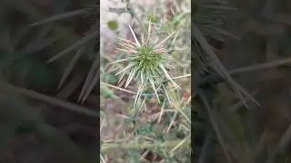 Globe Thistle | Echinops Echinatus | Bablu blogs #globe #viral #trending #shorts #youtubeshorts