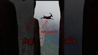 The FASTEST Agile Animals That Will Leave You Speechless